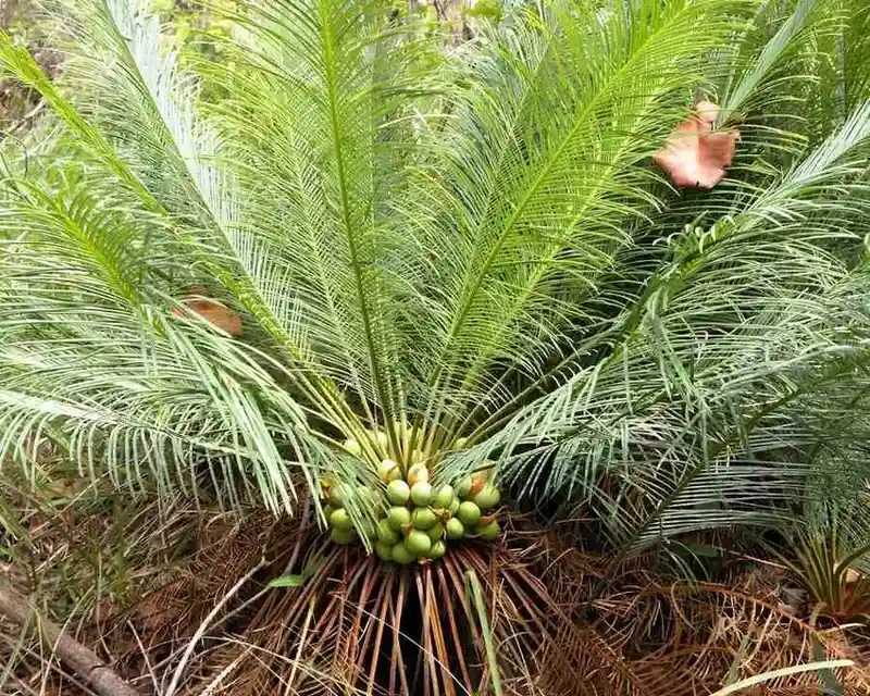 beddome's cycad