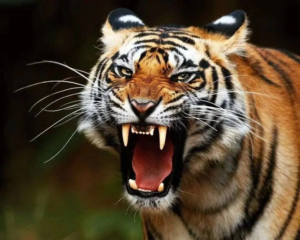 bengal tiger