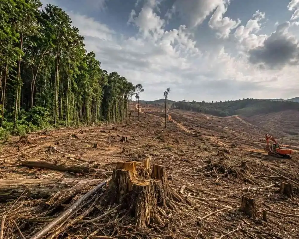 deforestation