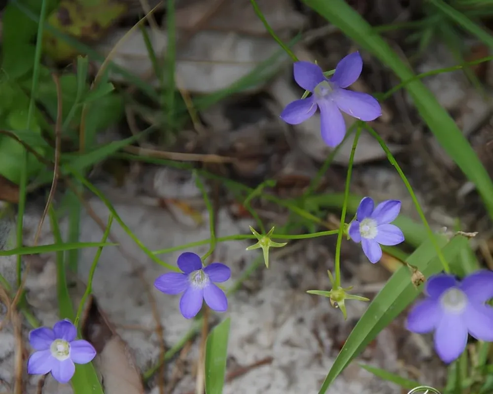 delissea undulata