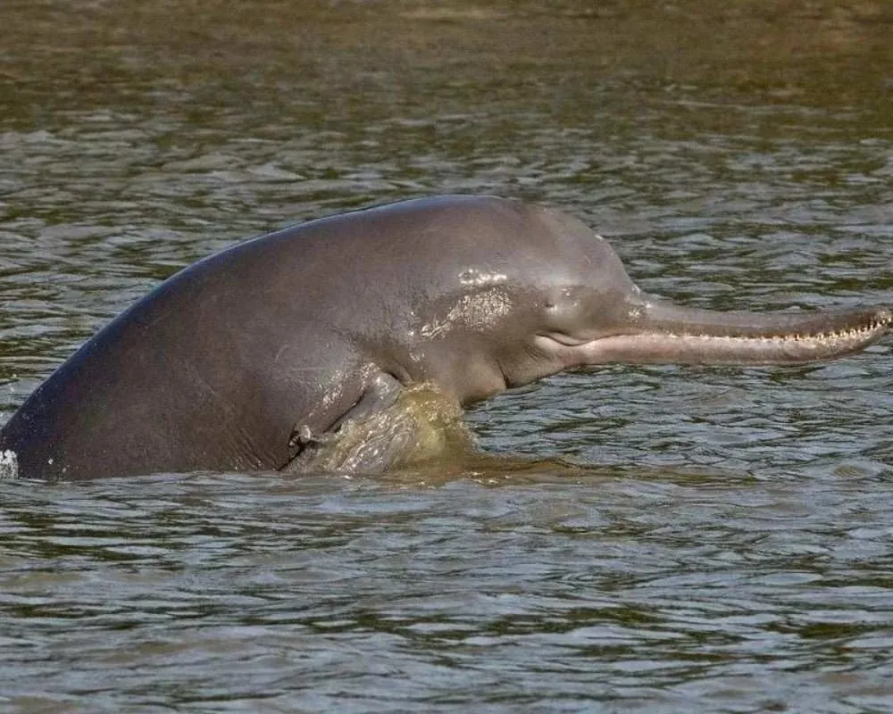 ganges river dolphin