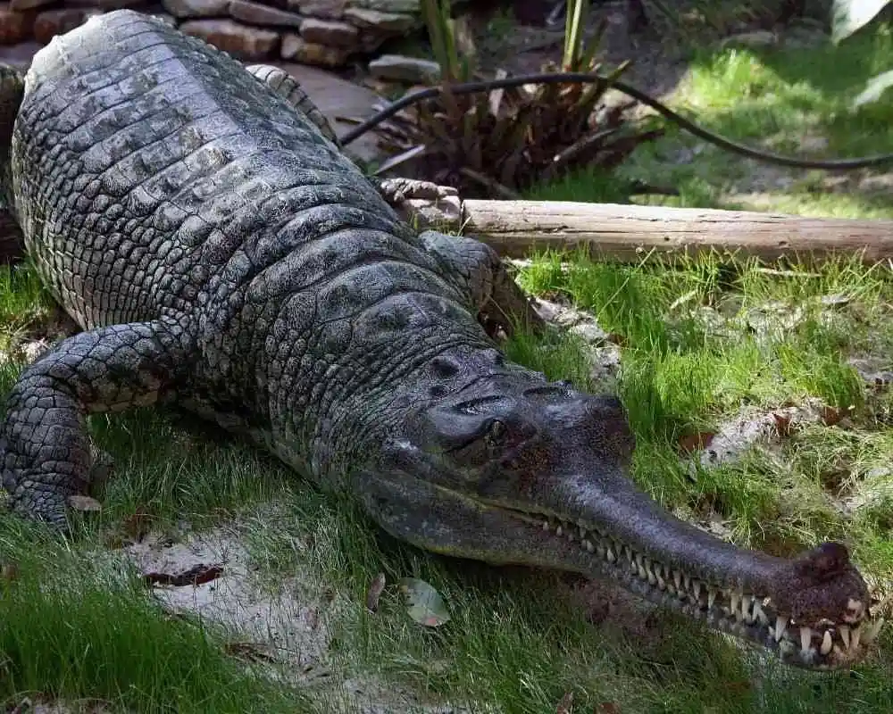 gharial