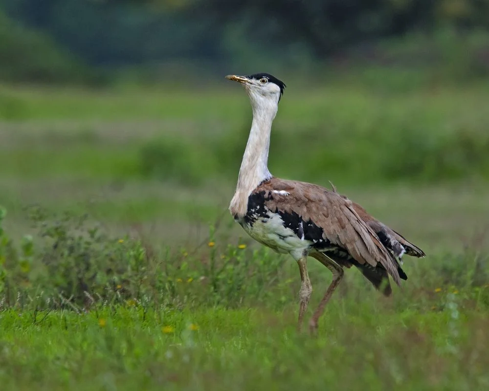 great indian bustard