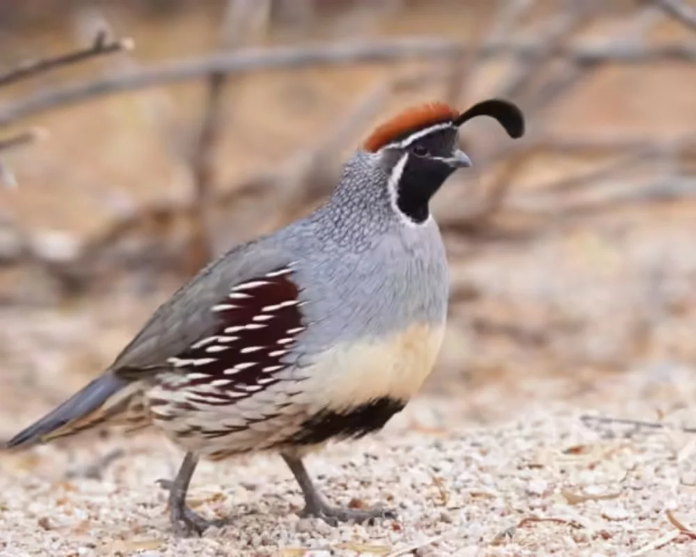 himalayan quail