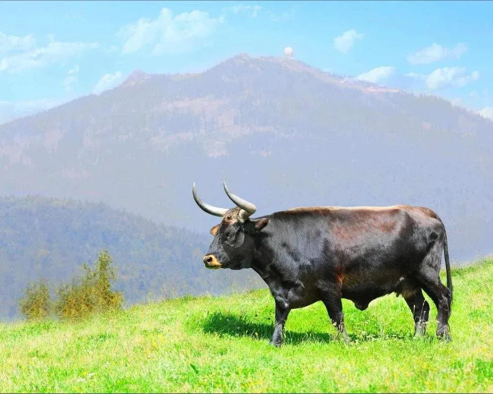 indian aurochs