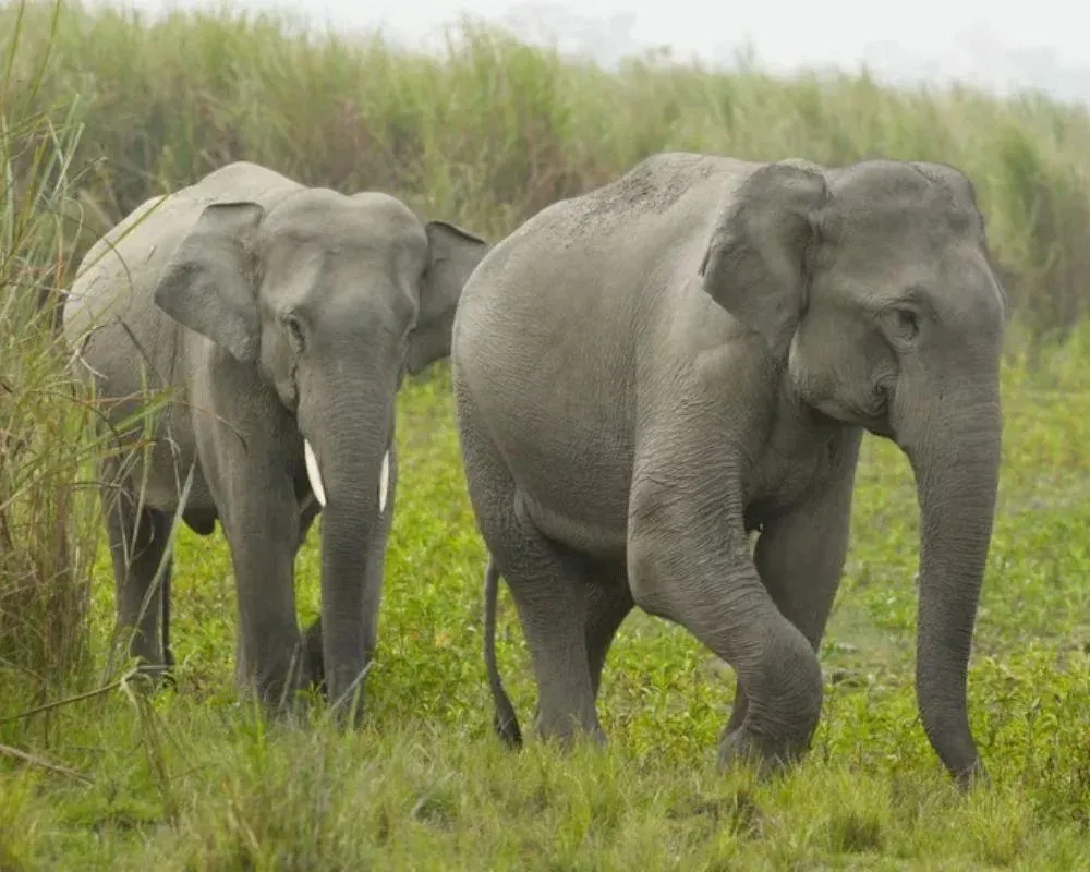 indian elephant