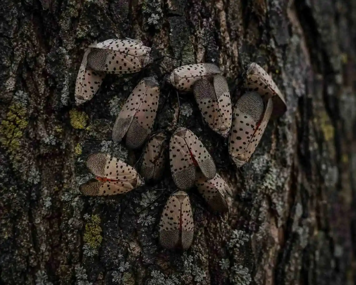 invasive species