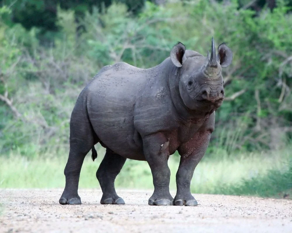 javan rhinoceros