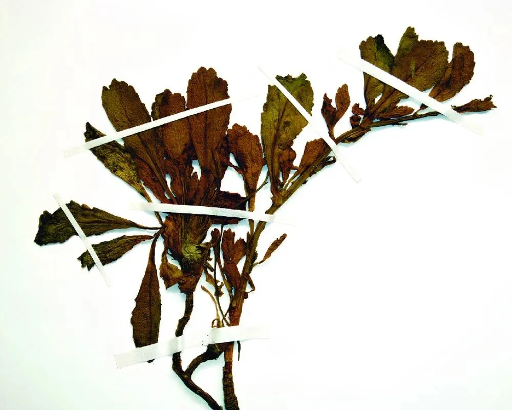 lepidium obtusatum
