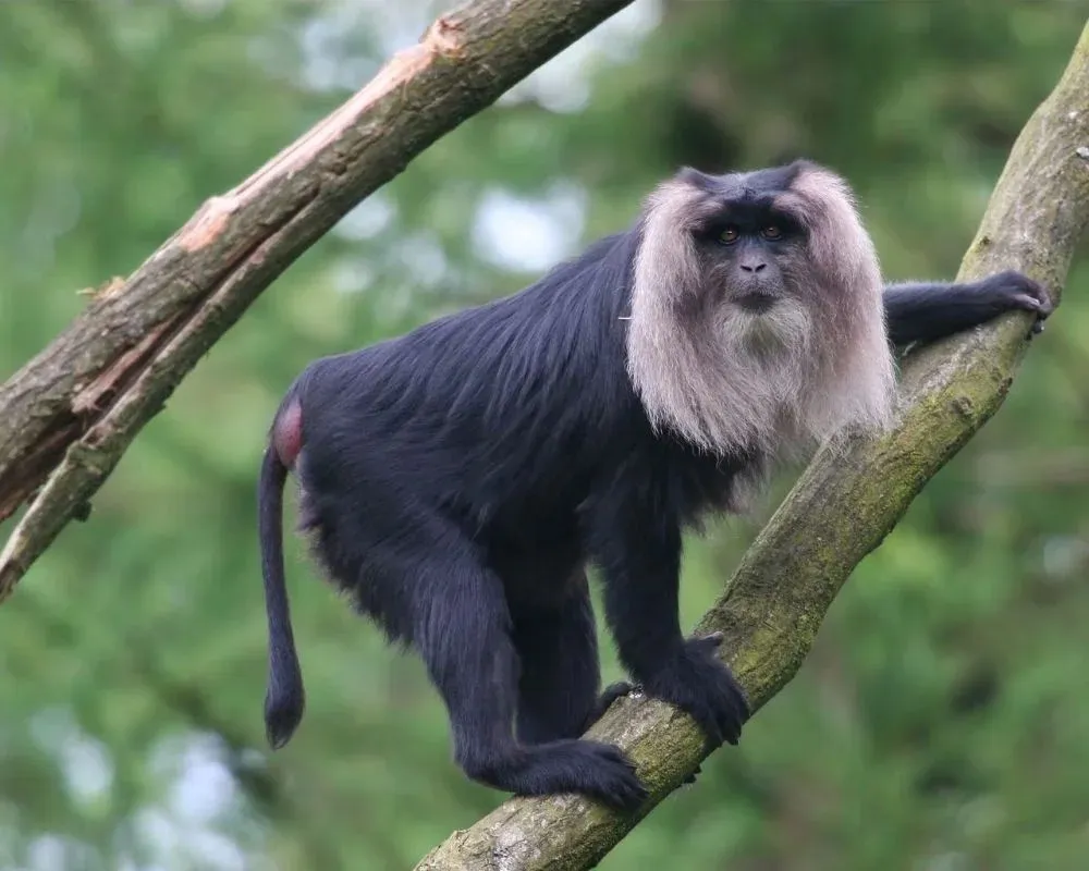 lion-tailed macaque