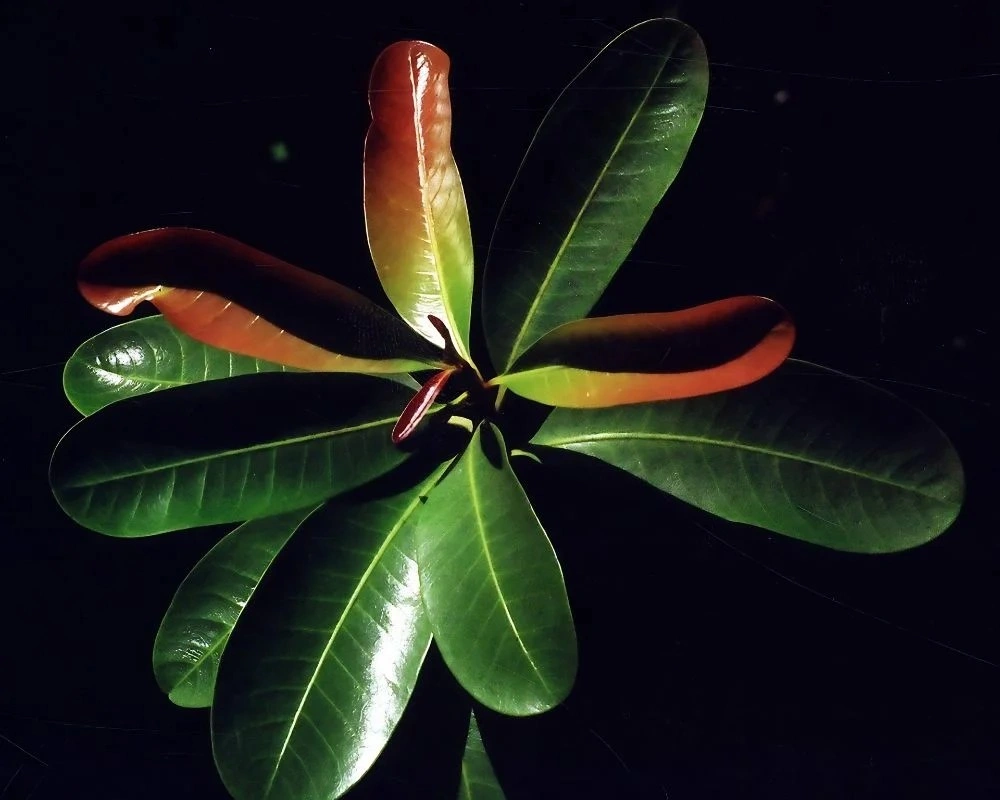 madhuca insignis
