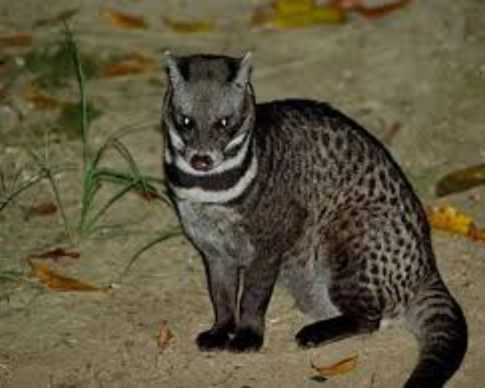 malabar civet