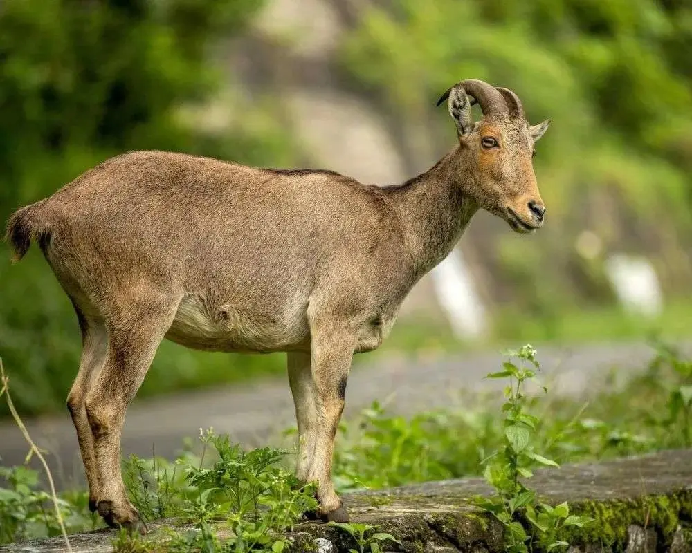 nilgiri tahr