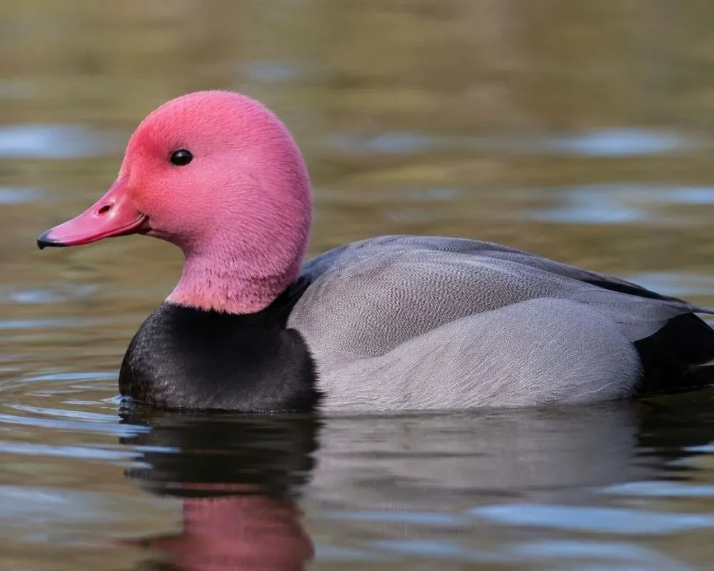 pink headed duck