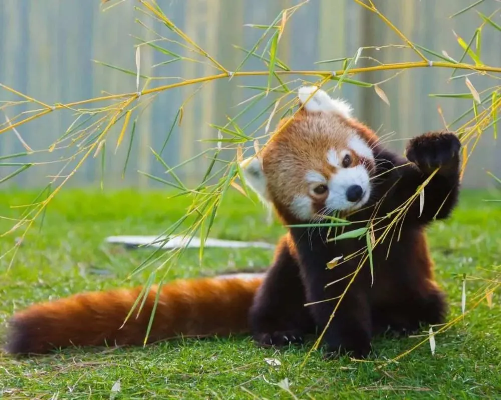 red panda