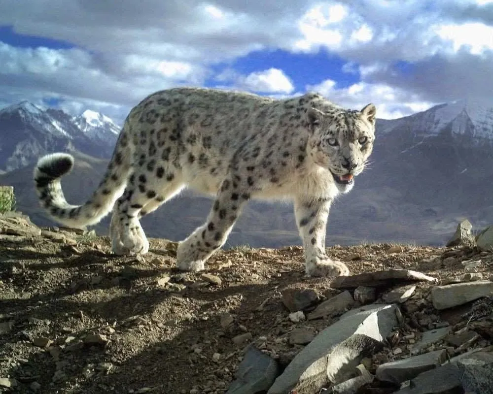 snow leopard
