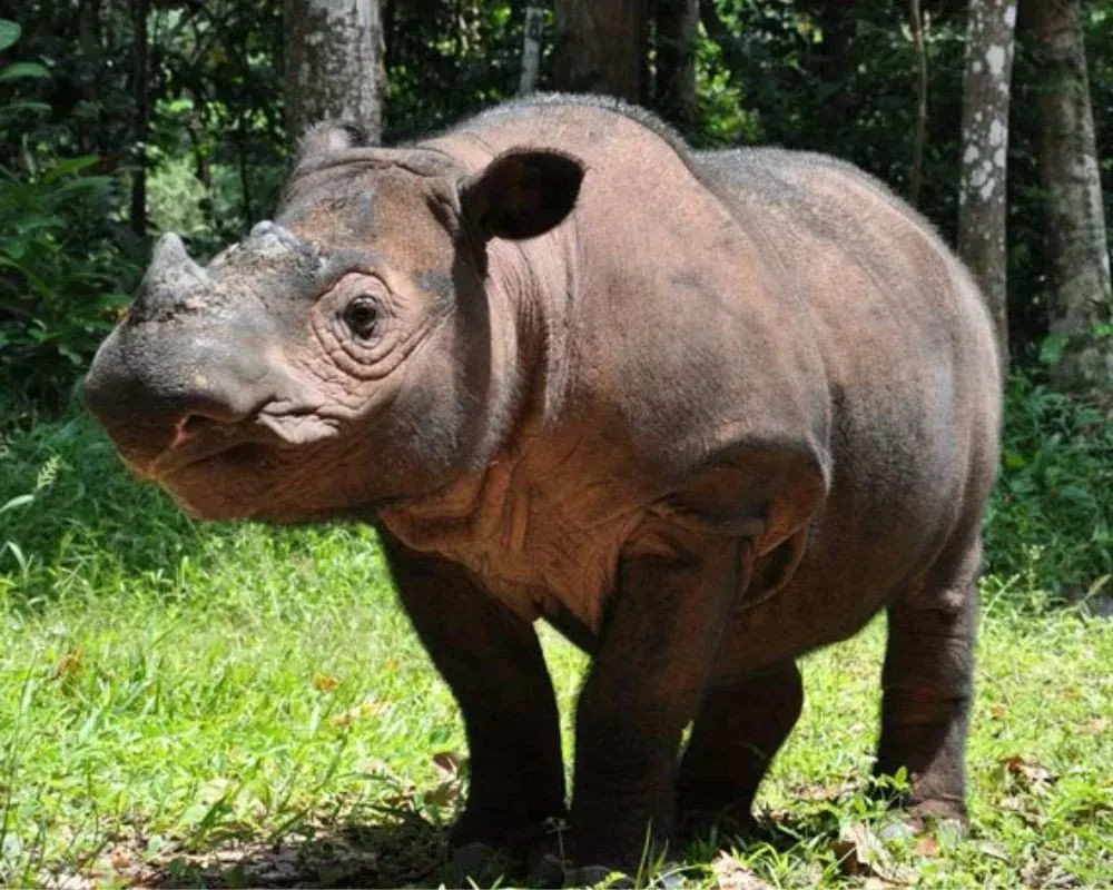 sumatran rhinoceros