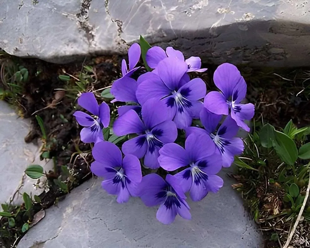wahlenbergia roxburghii